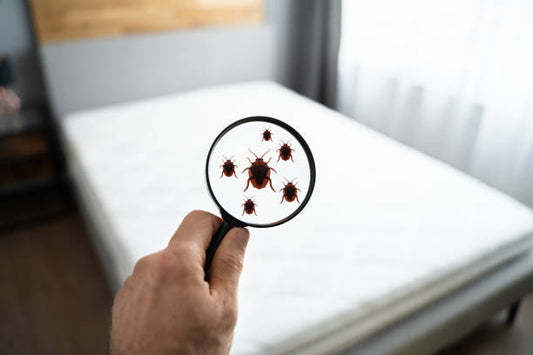 Bedbugs on Mattress: How to Identify, Remove, and Prevent Infestations